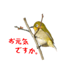 ほほえみフレンズ！野鳥大好き大集合（個別スタンプ：17）