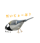 ほほえみフレンズ！野鳥大好き大集合（個別スタンプ：21）