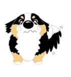 わんこ 犬 バーニーズとゴールデン（個別スタンプ：5）