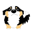 わんこ 犬 バーニーズとゴールデン（個別スタンプ：7）