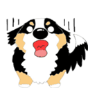 わんこ 犬 バーニーズとゴールデン（個別スタンプ：13）
