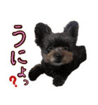 パンタピヨ星人としもべの犬々。その2（個別スタンプ：5）