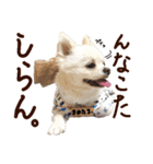 パンタピヨ星人としもべの犬々。その2（個別スタンプ：6）