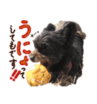 パンタピヨ星人としもべの犬々。その2（個別スタンプ：7）