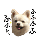 パンタピヨ星人としもべの犬々。その2（個別スタンプ：8）