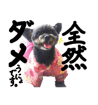 パンタピヨ星人としもべの犬々。その2（個別スタンプ：11）