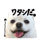 パンタピヨ星人としもべの犬々。その2（個別スタンプ：12）