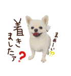 パンタピヨ星人としもべの犬々。その2（個別スタンプ：13）