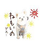 パンタピヨ星人としもべの犬々。その2（個別スタンプ：14）