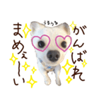 パンタピヨ星人としもべの犬々。その2（個別スタンプ：16）