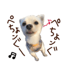 パンタピヨ星人としもべの犬々。その2（個別スタンプ：17）