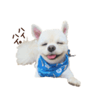 パンタピヨ星人としもべの犬々。その2（個別スタンプ：19）