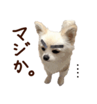 パンタピヨ星人としもべの犬々。その2（個別スタンプ：21）