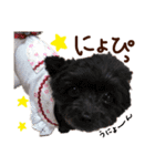 パンタピヨ星人としもべの犬々。その2（個別スタンプ：22）