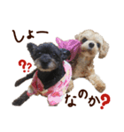 パンタピヨ星人としもべの犬々。その2（個別スタンプ：23）