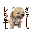 パンタピヨ星人としもべの犬々。その2（個別スタンプ：24）