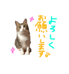 Rain＆Lan①（個別スタンプ：1）