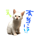 Rain＆Lan①（個別スタンプ：2）