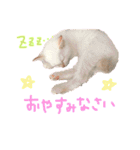 Rain＆Lan①（個別スタンプ：13）