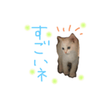Rain＆Lan①（個別スタンプ：22）
