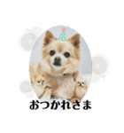 ミックス犬、小太郎のスタンプ 2（個別スタンプ：4）
