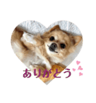 ミックス犬、小太郎のスタンプ 2（個別スタンプ：5）