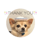 ミックス犬、小太郎のスタンプ 2（個別スタンプ：7）