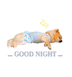 ミックス犬、小太郎のスタンプ 2（個別スタンプ：9）