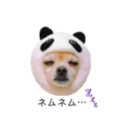ミックス犬、小太郎のスタンプ 2（個別スタンプ：10）