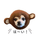 ミックス犬、小太郎のスタンプ 2（個別スタンプ：12）