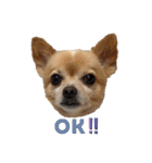 ミックス犬、小太郎のスタンプ 2（個別スタンプ：13）
