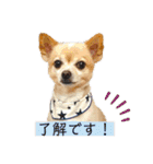 ミックス犬、小太郎のスタンプ 2（個別スタンプ：15）