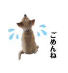 ミックス犬、小太郎のスタンプ 2（個別スタンプ：17）