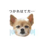 ミックス犬、小太郎のスタンプ 2（個別スタンプ：19）