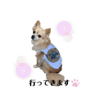 ミックス犬、小太郎のスタンプ 2（個別スタンプ：22）