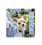 ミックス犬、小太郎のスタンプ 2（個別スタンプ：24）