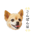 ミックス犬、小太郎のスタンプ 2（個別スタンプ：25）