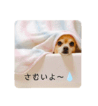 ミックス犬、小太郎のスタンプ 2（個別スタンプ：26）
