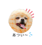 ミックス犬、小太郎のスタンプ 2（個別スタンプ：27）