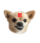 ミックス犬、小太郎のスタンプ 2（個別スタンプ：28）