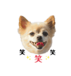 ミックス犬、小太郎のスタンプ 2（個別スタンプ：29）