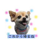 ミックス犬、小太郎のスタンプ 2（個別スタンプ：31）