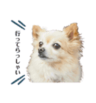 ミックス犬、小太郎のスタンプ 2（個別スタンプ：33）
