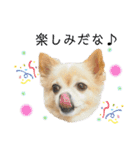ミックス犬、小太郎のスタンプ 2（個別スタンプ：35）