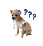 ミックス犬、小太郎のスタンプ 2（個別スタンプ：36）