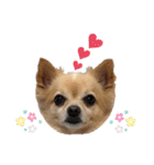 ミックス犬、小太郎のスタンプ 2（個別スタンプ：38）