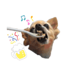ミックス犬、小太郎のスタンプ 2（個別スタンプ：40）