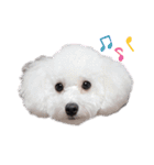 雪丸☆雫☆トイプードル＆チワプープー②（個別スタンプ：1）