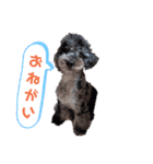 雪丸☆雫☆トイプードル＆チワプープー②（個別スタンプ：3）