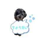 雪丸☆雫☆トイプードル＆チワプープー②（個別スタンプ：19）
